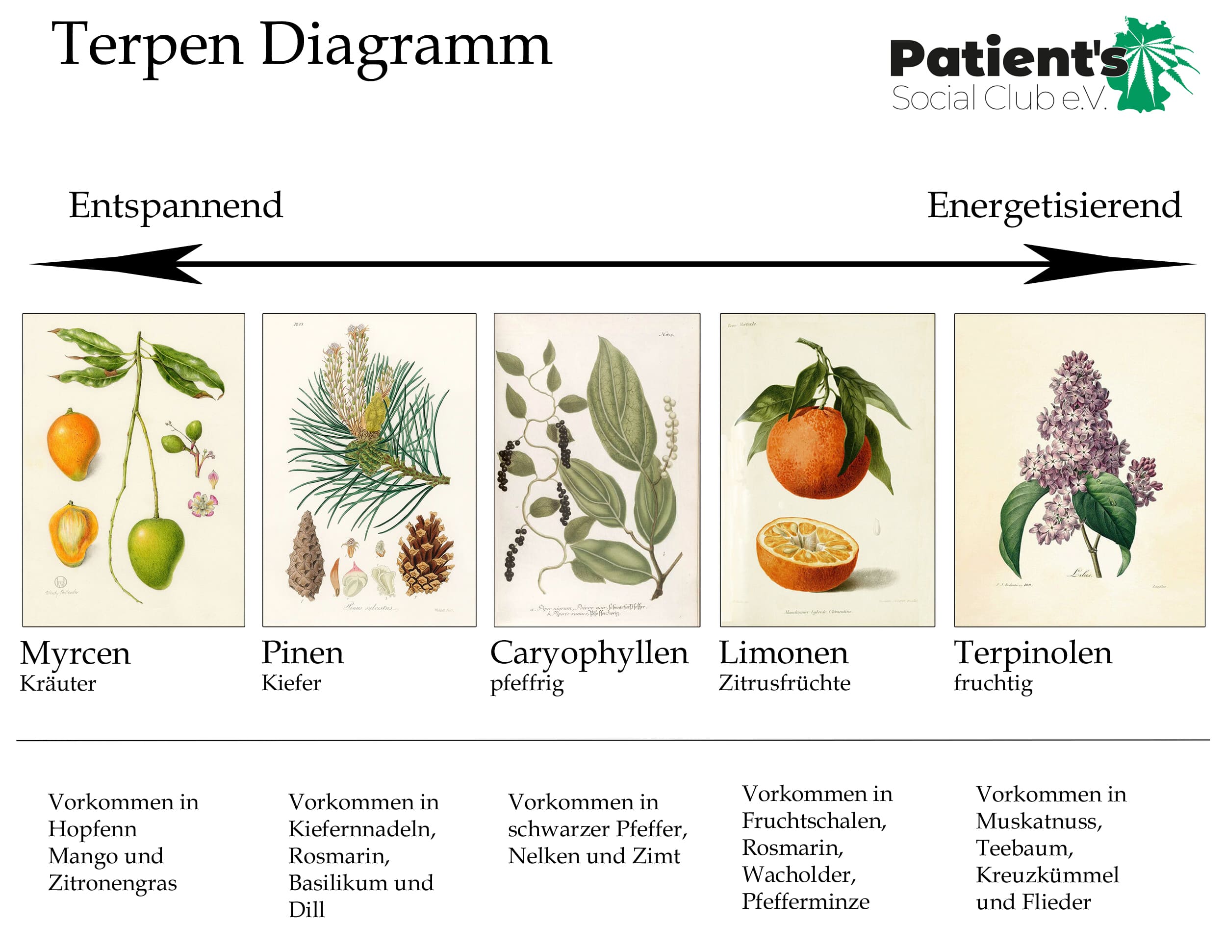 Terpendiagramm